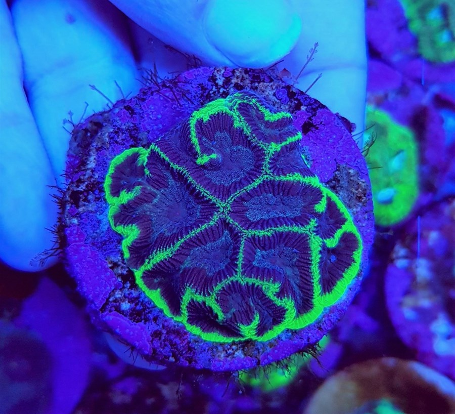 Favites spp. (Green) (frag)