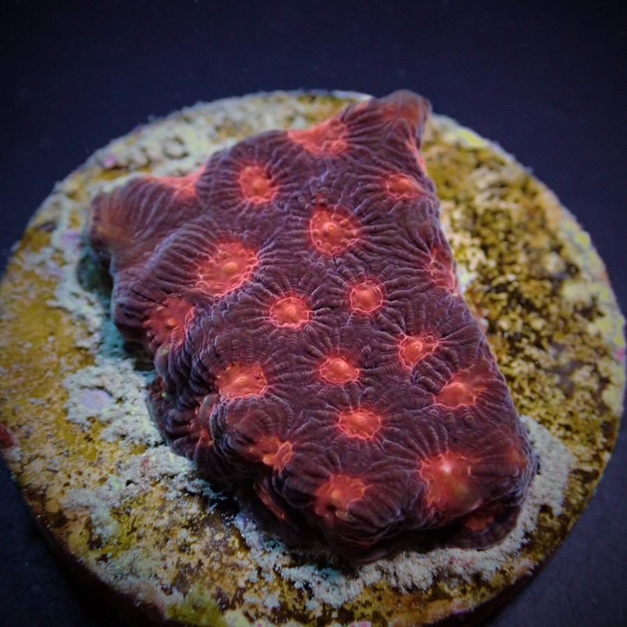 Favites spp. (Red) (frag)