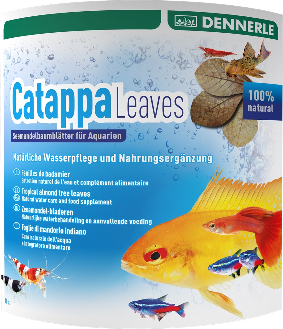 Catappa Leaves 10 pièces