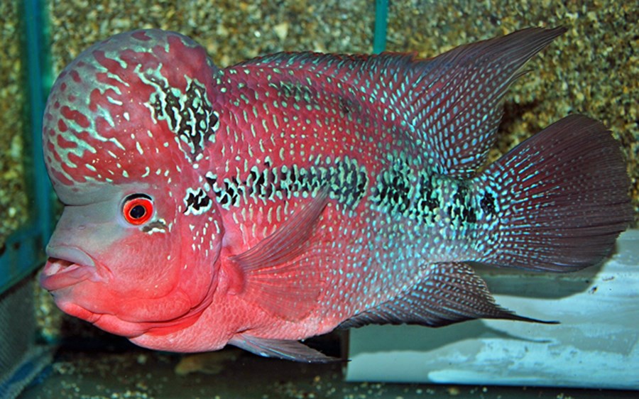 CICHLIDAE SP. FLOWERHORN RED PEARL M 8-10cm