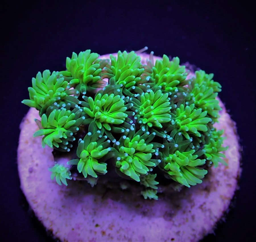 Galaxea spp. (Green) (frag)