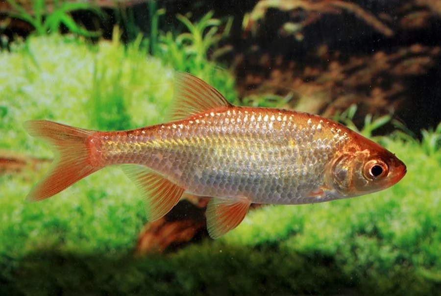 GARDON ROUGE 7-10 CM