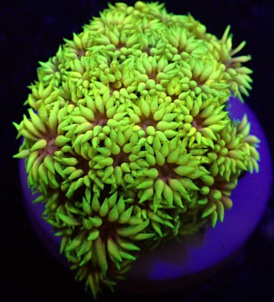 Goniopora spp. (Master Grade) (frag)