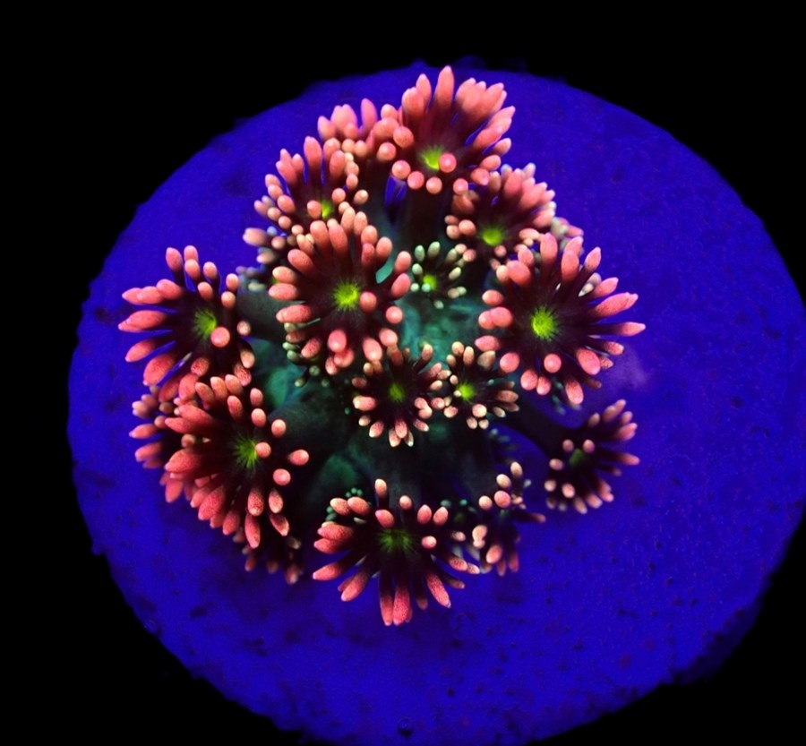 Goniopora spp. (Master Grade) (frag)