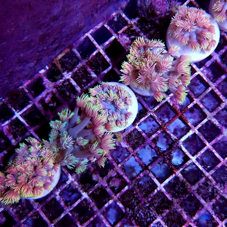 Goniopora spp. (Special Selected) (frag)