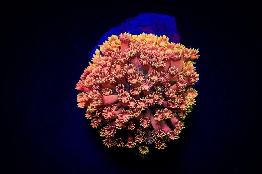 Goniopora spp. (Hellfire) (frag)