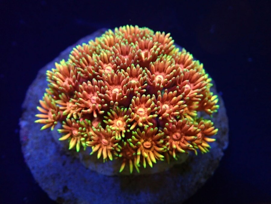 Goniopora spp. (Hellfire) (frag)