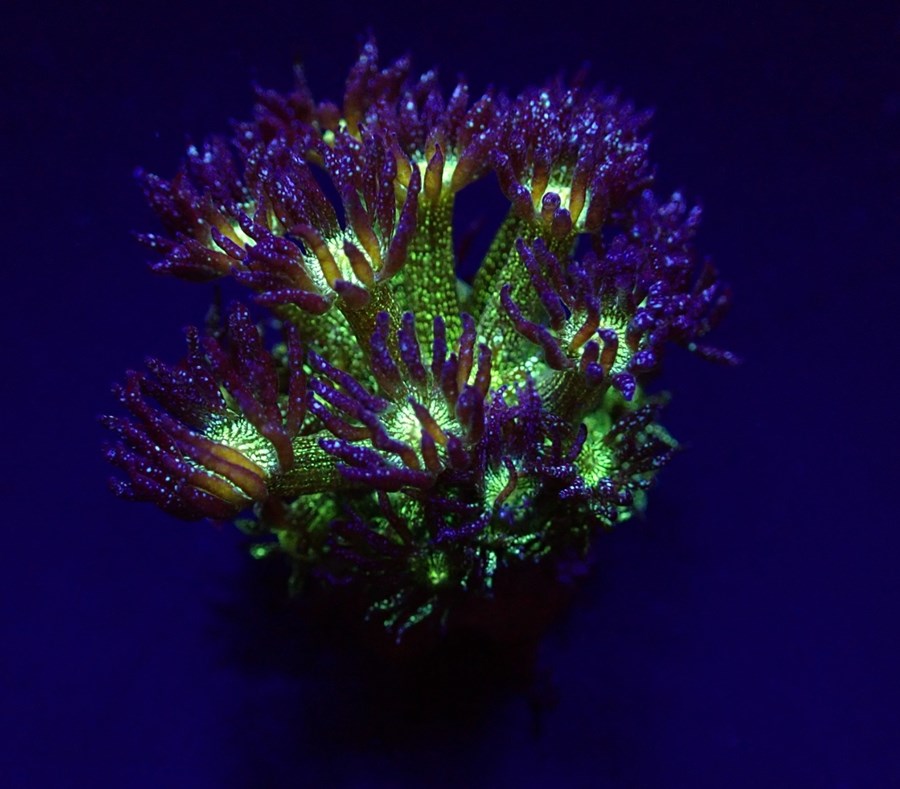 Goniopora spp. (Blue-Green Glitter) (frag)