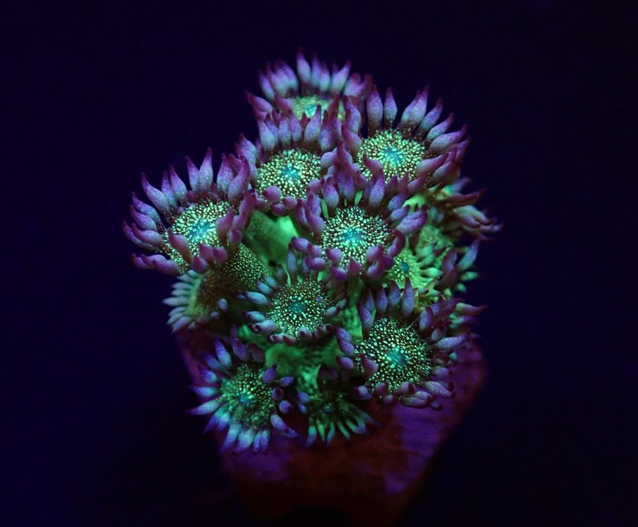 Goniopora spp. (Blue-Green Glitter) (frag)