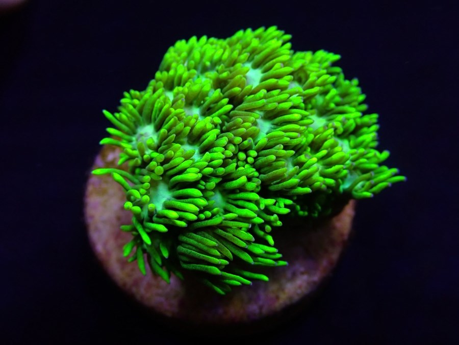 Goniopora spp. (Green) (Ultra) (frag)