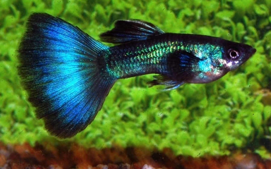 POECILIA RETICULATUS BLUE MOSCOW (M) 2,5-3CM