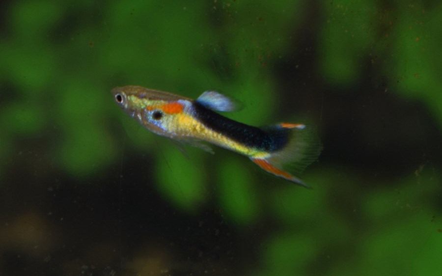 POEC. WINGEI (GUPPY) HALF TUXEDO YELLOW 1-1,15cm Le couple