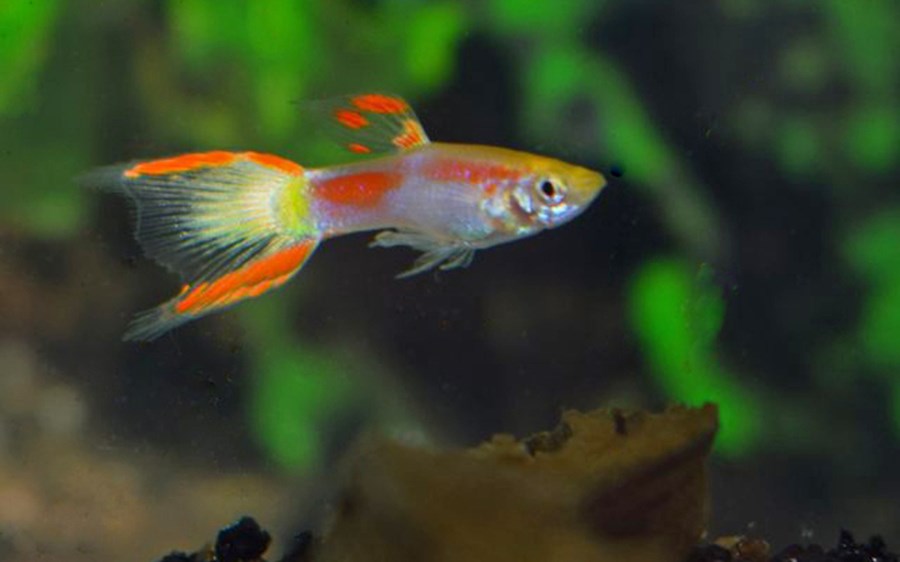 POEC. WINGEI YELLOW LASER TAIL (GUPPY) 1-1,15cm Le couple