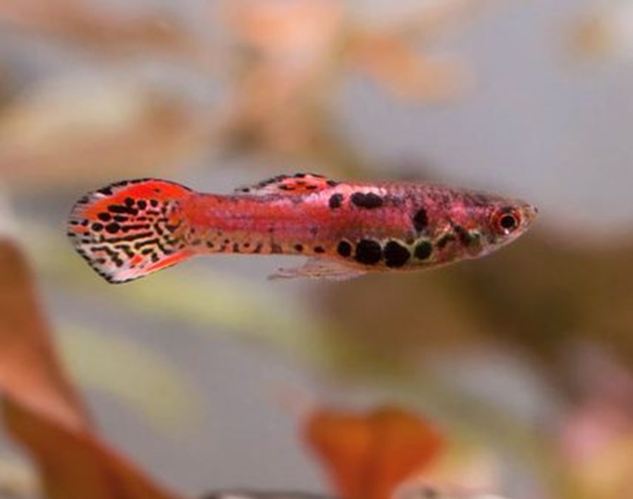 POEC. WINGEI NEON TIGER RED (GUPPY) 1-1,15cm Mâle