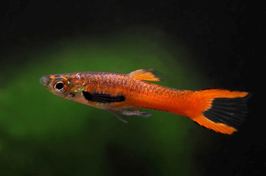 POEC. WINGEI RED SCARLET (GUPPY) 1-1,15cm Mâle