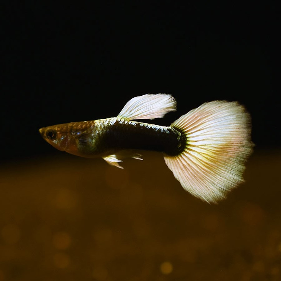 POECILIA RETICULATUS GUPPY TUXEDO PLATINUM (M) 2,5-3CM