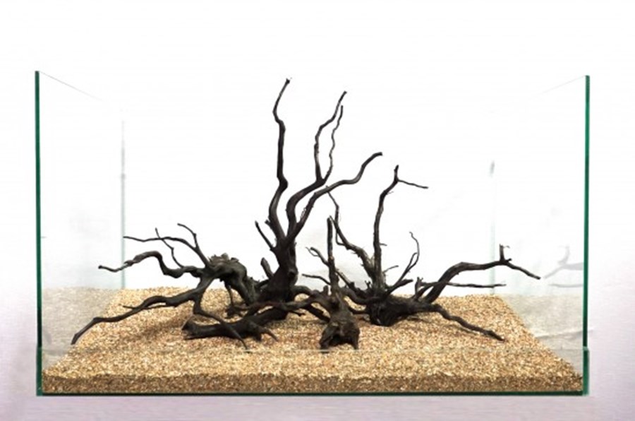 Black Root, M, app. 40-45 cm - la pièce