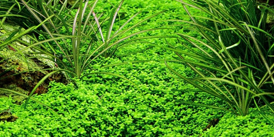 Helanthium tenellum "green" - In Vitro Tropica