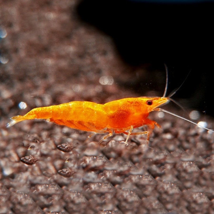 NEOCARIDINA HETEROPODA ORANGE M