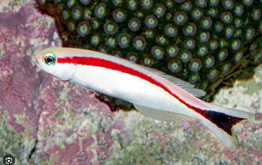 Hoplolatilus marcosi (small)