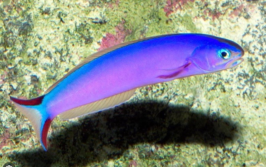 Hoplolatilus purpureus (small)