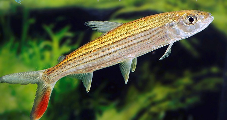 HYDROCYNUS VITTATUS M (10cm)