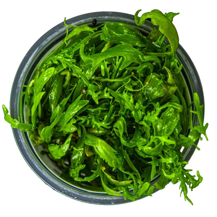 Hygrophila odora 1-2 Grow !
