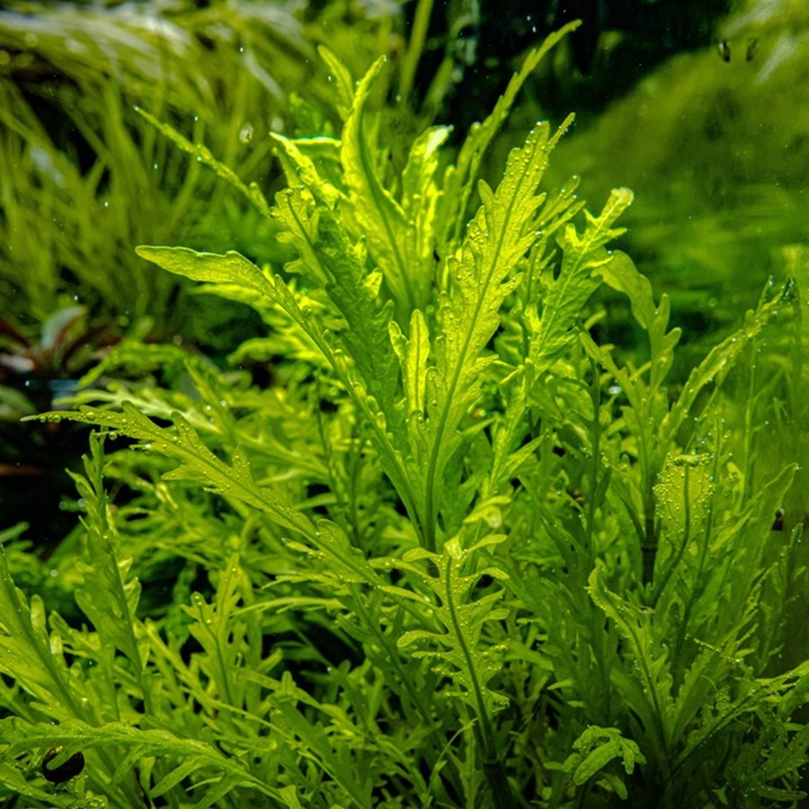 Hygrophila odora 1-2 Grow !