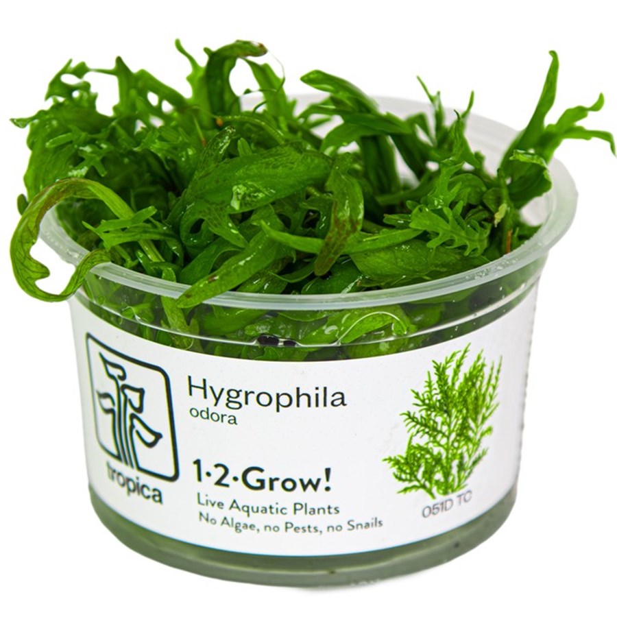 Hygrophila odora 1-2 Grow !