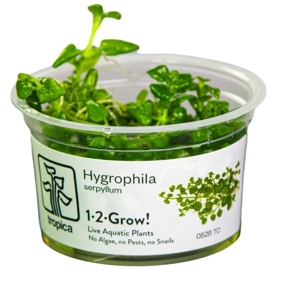 Hygrophila serpyllum 1-2Grow !