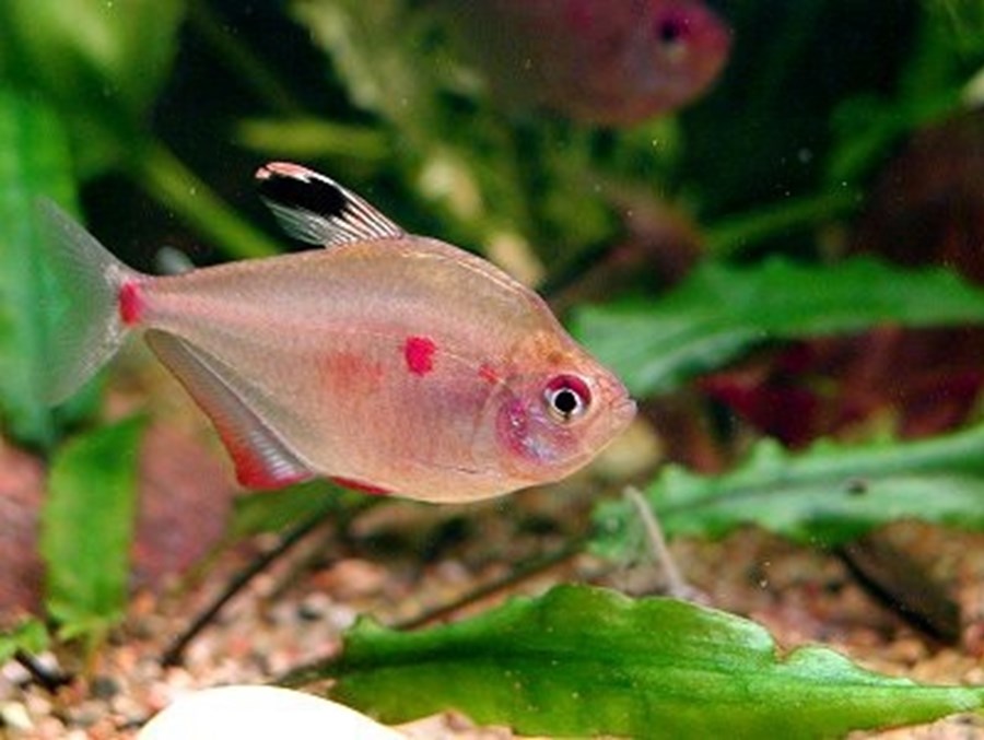 HYPHESSOBRYCON ERYTHROSTIGMA 2,2-2,5CM