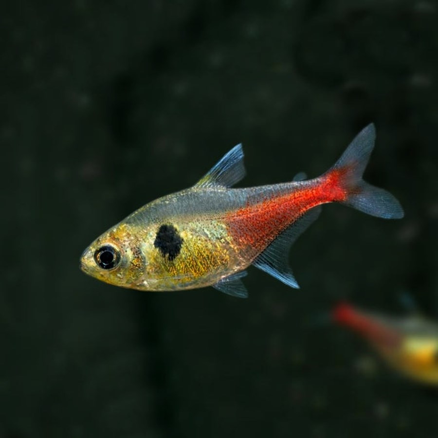 HYPHESSOBRYCON ROSEUS M 2cm