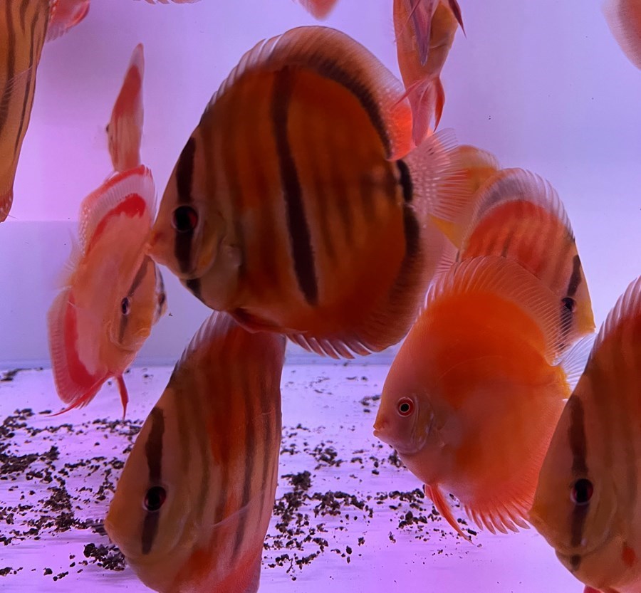 Discus Ica Red Heckel 10-12cm