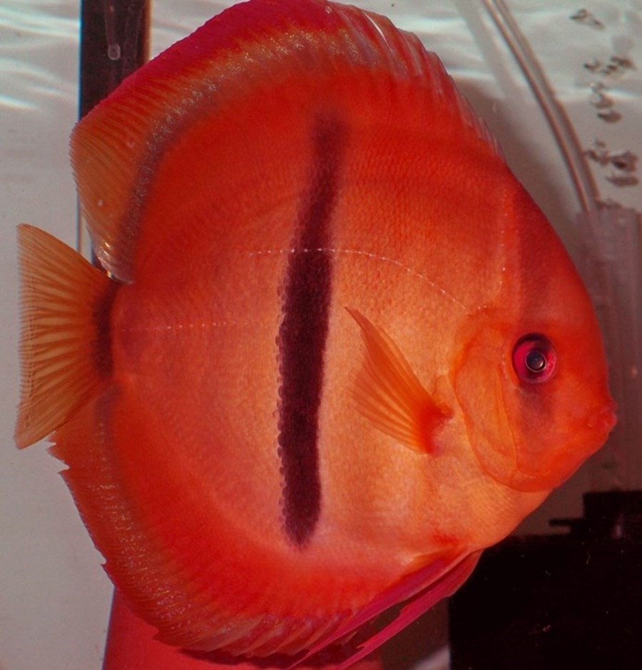 Ica Cross Discus Discus Ica Red Heckel 8cm - Le vivant | Histoires d'Eaux