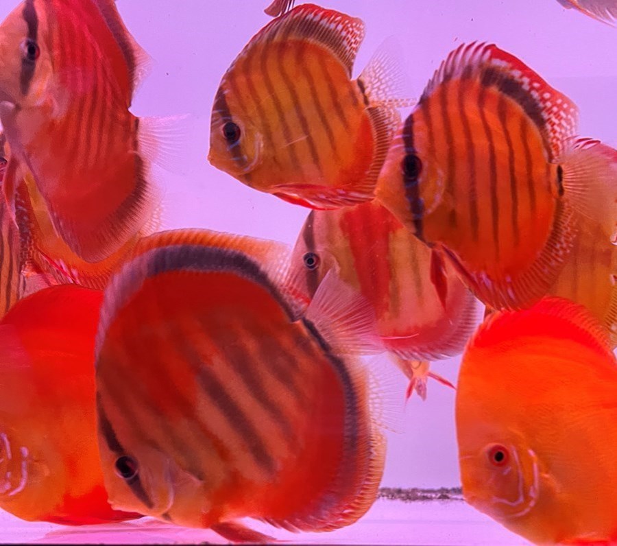 Discus Ica Red Heckel 12-14cm