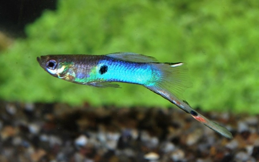 POEC. WINGEI JAPAN BLUE (GUPPY) 1-1,15cm Mâle