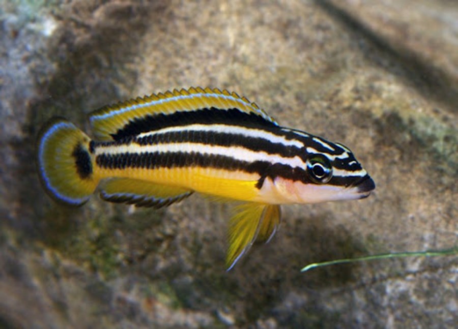 JULIDOCHROMIS ORNATUS S/M 3,5-4cm