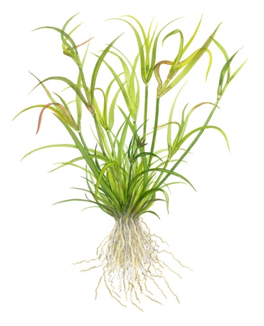 Juncus repens 1-2-Grow !
