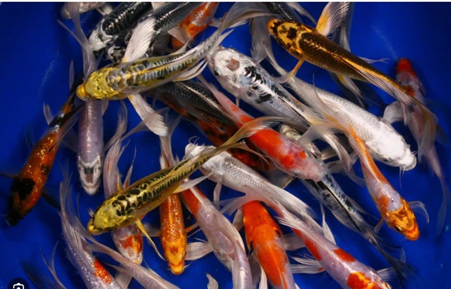 KOI BUTTERFLY SBS 16-20 CM