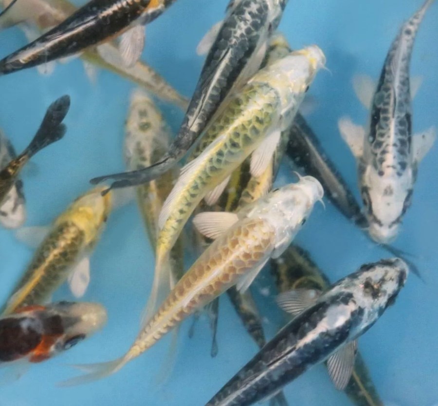 KOI FANTOM SBS 9-12 CM