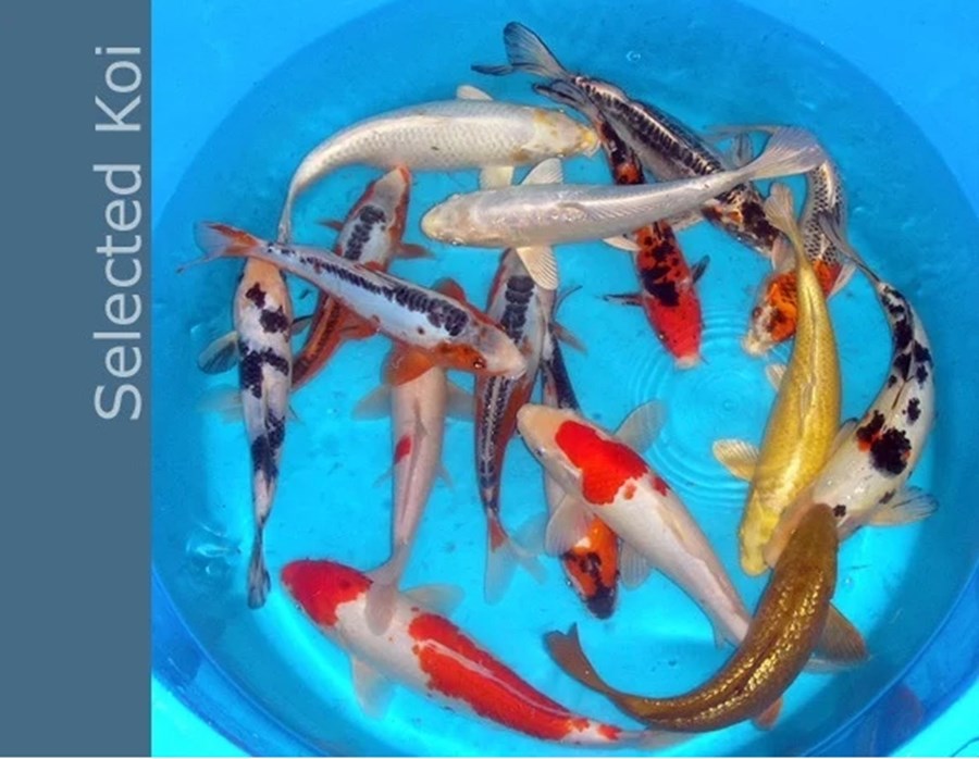 KOI SELECTION SBS 12-14 CM
