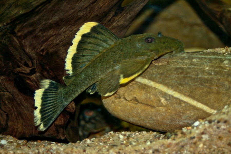 L047 BARYANCISTRUS CHRYSOLOMUS 4-5cm