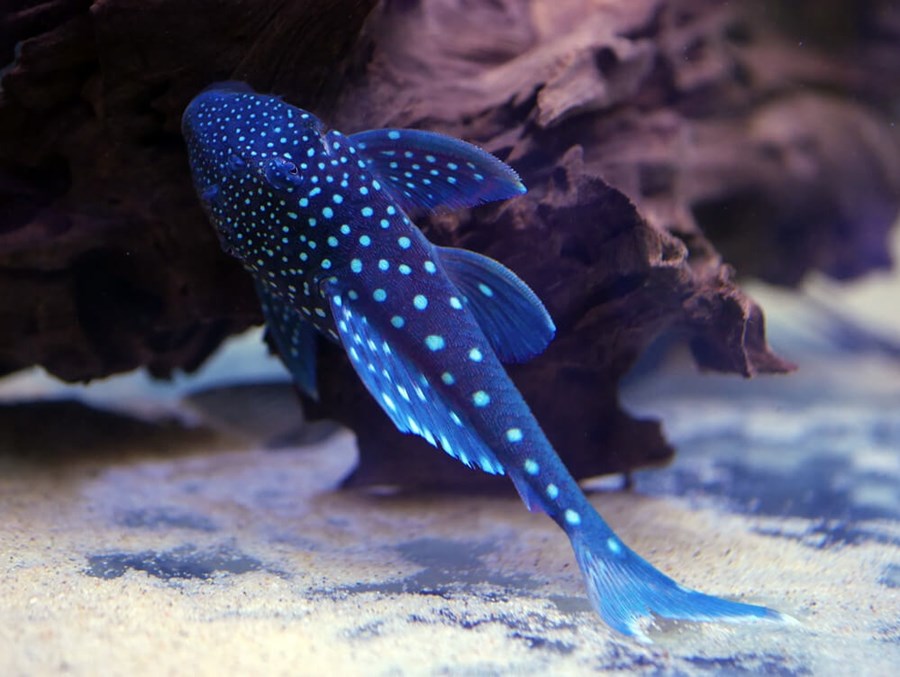 L128 HEMIANCISTRUS SP. L : 12-15cm