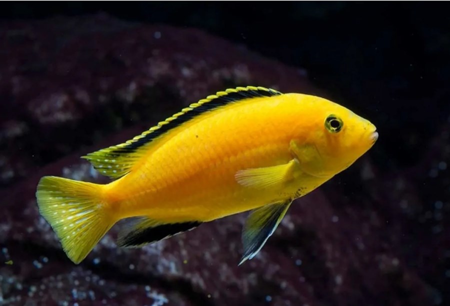 LABIDOCHROMIS CAERULEUS 4-5cm