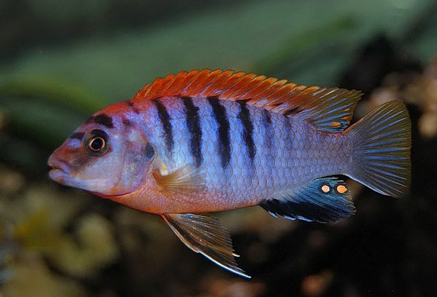 LABIDOCHROMIS SP. HONGI RED TOP M 4-5cm