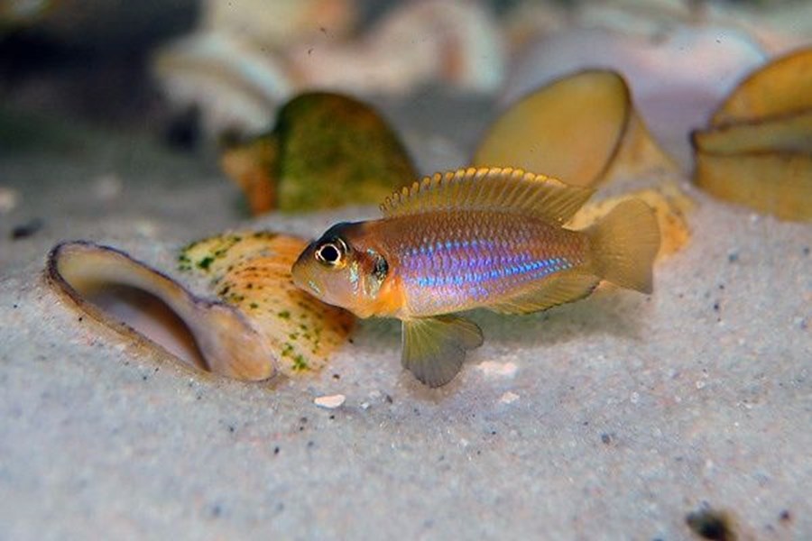 LAMPROLOGUS OCELLATUS M 3-4cm