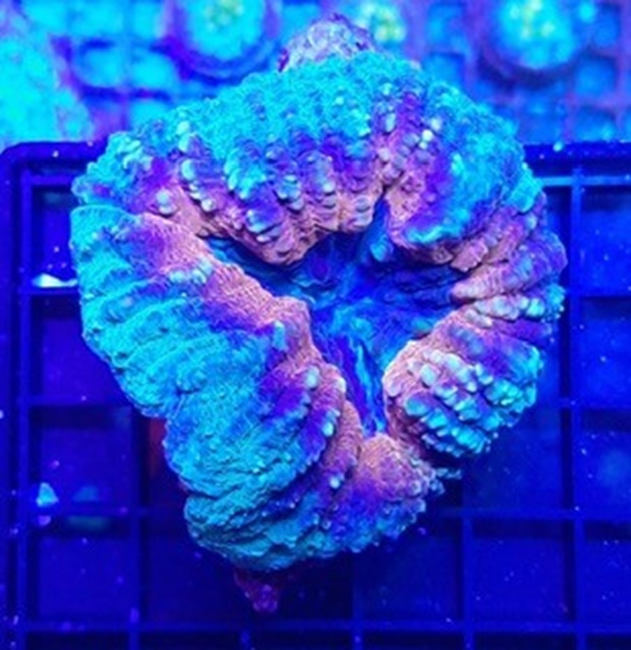 Lobophyllia Splitcolor WYSIYWG