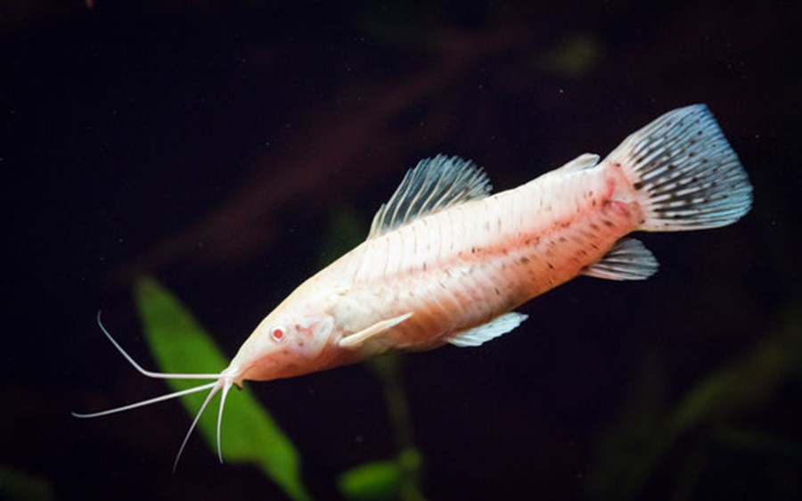 MEGALECHIS THORACATA ALBINO  M 4-5cm