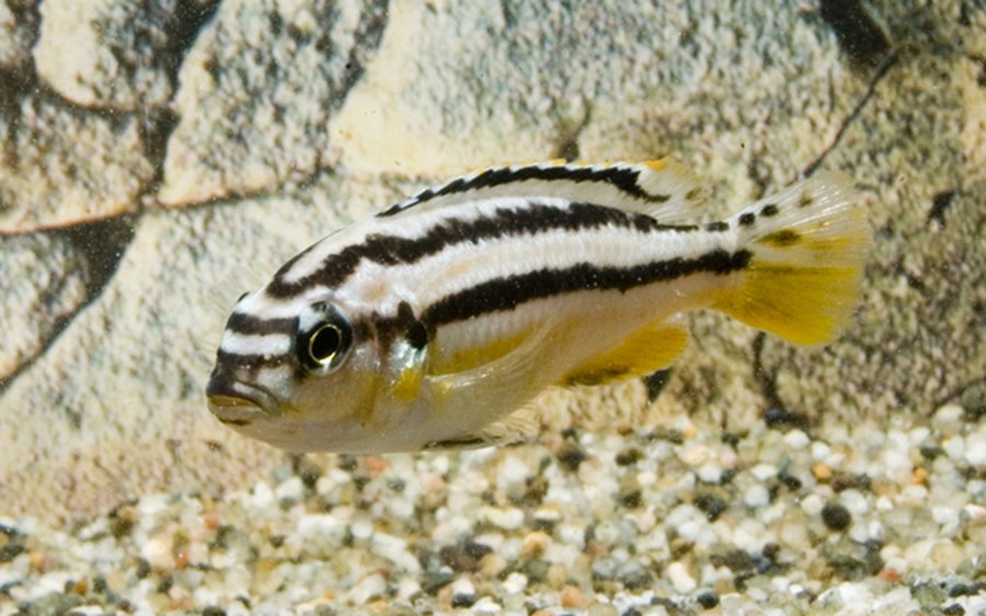 MELANOCHROMIS AURATUS M 5-6cm