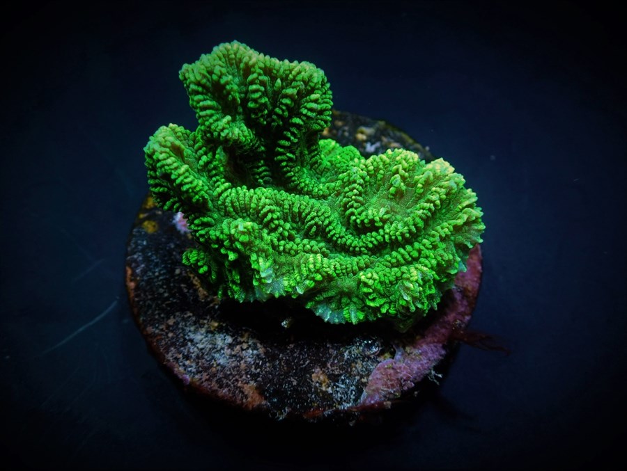 Merulina ampliata (Green) (frag)